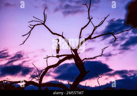 Ethiopia, 1970s, heron silhouette perched on leafless tree, sunset clouds, pink sky, Oromia region, East Africa, Stock Photo