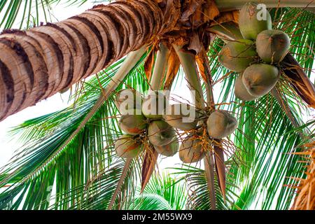 Coconuts hanging from a tall palm tree. Tropical plants with delicious fruits. Stock Photo