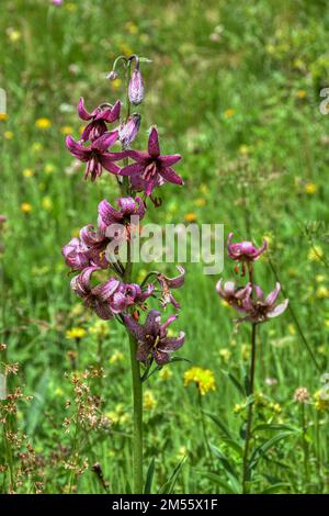 Türkenbund, Türkenbund Lilie, Lilienart, heimisch, Martagon, Sommer, Blütezeit, Blume, selten, filigran, Wiesenblume, Naturblume, rispig, Blüte, Blüte Stock Photo