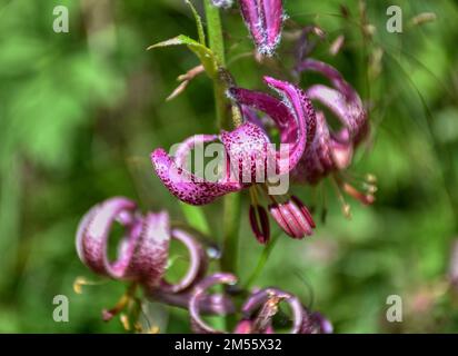 Türkenbund, Türkenbund Lilie, Lilienart, heimisch, Martagon, Sommer, Blütezeit, Blume, selten, filigran, Wiesenblume, Naturblume, rispig, Blüte, Blüte Stock Photo