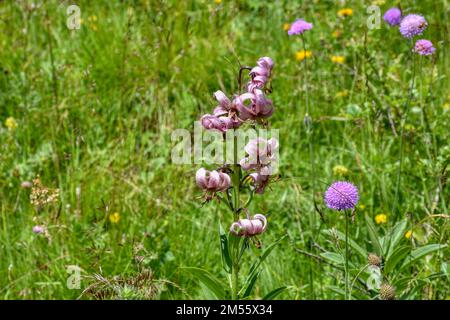 Türkenbund, Türkenbund Lilie, Lilienart, heimisch, Martagon, Sommer, Blütezeit, Blume, selten, filigran, Wiesenblume, Naturblume, rispig, Blüte, Blüte Stock Photo