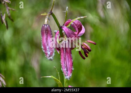 Türkenbund, Türkenbund Lilie, Lilienart, heimisch, Martagon, Sommer, Blütezeit, Blume, selten, filigran, Wiesenblume, Naturblume, rispig, Blüte, Blüte Stock Photo