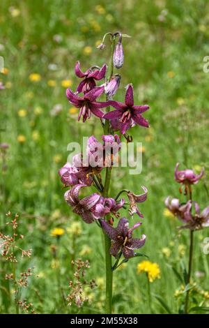 Türkenbund, Türkenbund Lilie, Lilienart, heimisch, Martagon, Sommer, Blütezeit, Blume, selten, filigran, Wiesenblume, Naturblume, rispig, Blüte, Blüte Stock Photo