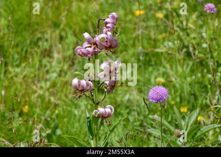 Türkenbund, Türkenbund Lilie, Lilienart, heimisch, Martagon, Sommer, Blütezeit, Blume, selten, filigran, Wiesenblume, Naturblume, rispig, Blüte, Blüte Stock Photo