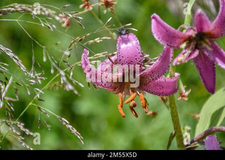 Türkenbund, Türkenbund Lilie, Lilienart, heimisch, Martagon, Sommer, Blütezeit, Blume, selten, filigran, Wiesenblume, Naturblume, rispig, Blüte, Blüte Stock Photo