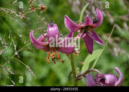 Türkenbund, Türkenbund Lilie, Lilienart, heimisch, Martagon, Sommer, Blütezeit, Blume, selten, filigran, Wiesenblume, Naturblume, rispig, Blüte, Blüte Stock Photo