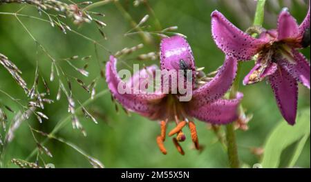 Türkenbund, Türkenbund Lilie, Lilienart, heimisch, Martagon, Sommer, Blütezeit, Blume, selten, filigran, Wiesenblume, Naturblume, rispig, Blüte, Blüte Stock Photo