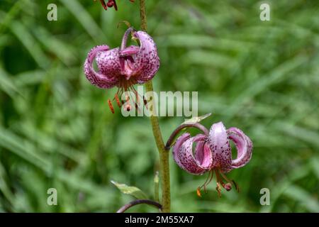 Türkenbund, Türkenbund Lilie, Lilienart, heimisch, Martagon, Sommer, Blütezeit, Blume, selten, filigran, Wiesenblume, Naturblume, rispig, Blüte, Blüte Stock Photo