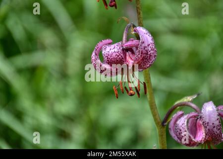 Türkenbund, Türkenbund Lilie, Lilienart, heimisch, Martagon, Sommer, Blütezeit, Blume, selten, filigran, Wiesenblume, Naturblume, rispig, Blüte, Blüte Stock Photo