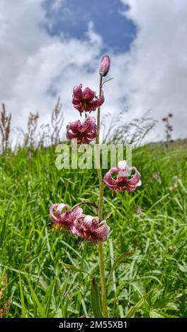 Türkenbund, Türkenbund Lilie, Lilienart, heimisch, Martagon, Sommer, Blütezeit, Blume, selten, filigran, Wiesenblume, Naturblume, rispig, Blüte, Blüte Stock Photo