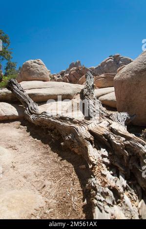 A dead and fallen Joshua Tree in organically decomposes and its ...