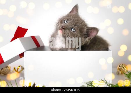 Little Cat is in the Gift Box with Red Ribbon. Present. Christmas Kitten. White Wall Background. Pet Gifts. Small Gray Kitty with Festive Decoration. Stock Photo