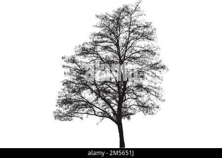 Silhouette of a leafless tree. Vector illustration Stock Vector