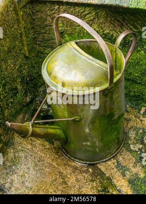 Old damp galvanised metal garden watering can with green algae coating Stock Photo