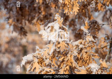 Oak dried leaves covered with frost and snow Stock Photo