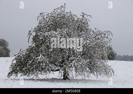 Baum im Schnee Stock Photo