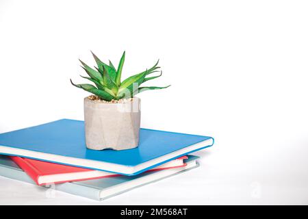 Notebooks and office plant on a white background close-up. Stock Photo