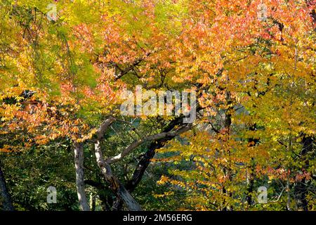 Cherry (prunus avium), focusing on a single tree growing in a small wood resplendent in its autumn colours. Stock Photo