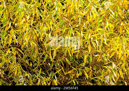 Willow (salix), close up showing the leaves of a young tree changing colour in the autumn and back lit by the sun. Stock Photo