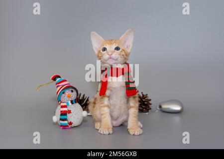 Small  oriental kitten in a red scarf on a gray background Stock Photo