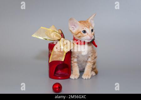 Small  oriental kitten in a red scarf on a gray background Stock Photo
