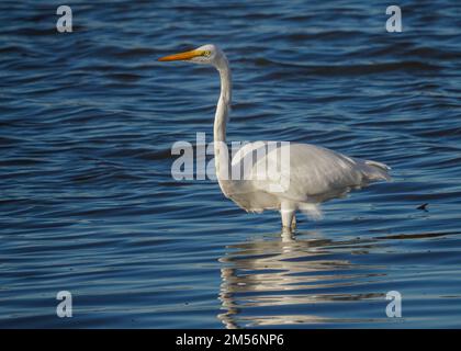 Great egret (Ardea alba) Stock Photo