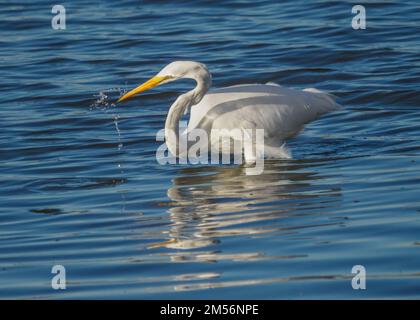 Great egret (Ardea alba) Stock Photo