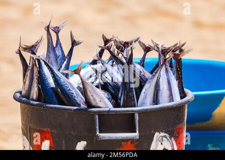 Many striking blue shimmering tunas on a market on Santiago Island, Cape Verde, Africa Stock Photo