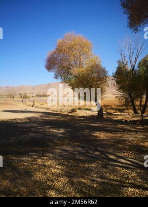 A vertical closeup shot of a bended tree with dry leaves on a dry grass field Stock Photo