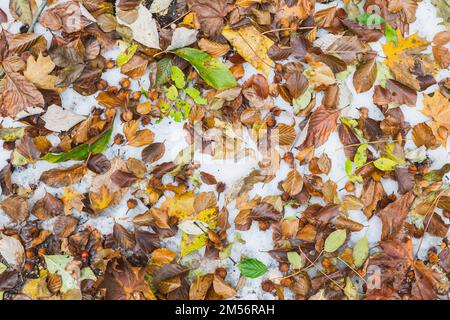 Natural background. Fallen autumn leaves in the snow Stock Photo