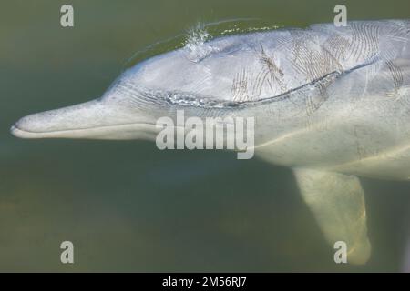 An Indo-Pacific Humpback Dolphin Exhaling. Shows bite marks caused by fighting with other males.Sousa chinensis Tin Can Bay Australia Stock Photo