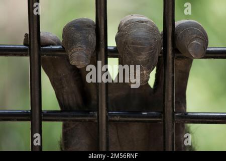 A catives chimpanzee's hand grasps the mesh of it's cage.Pan troglodytes Rockhampton Australia Stock Photo