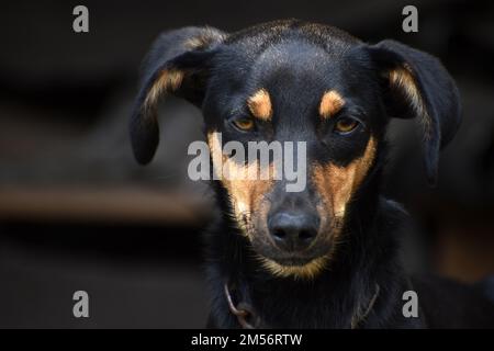 Portrait of a black and tan dog looking at camera Stock Photo