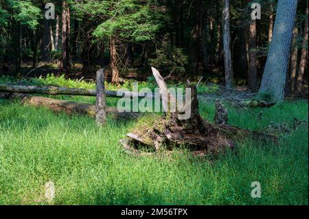 Old rotting tree stump from fallen tree in Cook Forest Pennsylvania Stock Photo