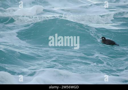 Female harlequin duck Histrionicus histrionicus. Shiretoko Peninsula. Hokkaido. Japan. Stock Photo