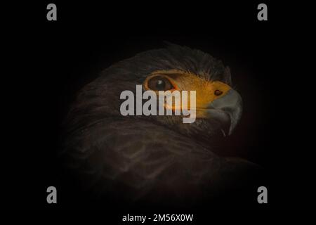 The black eagle, Ictinaetus malaiensis Stock Photo