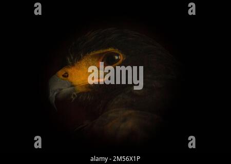 The black eagle, Ictinaetus malaiensis Stock Photo