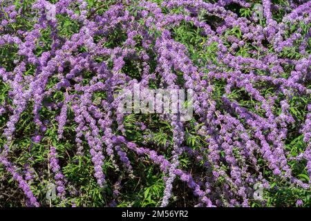 Fountain Butterfly Bush, Buddleja alternifolia, Flowers, Arching Stock Photo