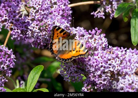 Small Tortoiseshell Butterfly, Aglais urticae, Butterfly on flower, Buddleia alternifolia, Fountain Butterfly Bush lavender colour Stock Photo