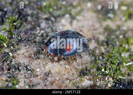 Ladybird Beetle Scymnus frontalis. A small, predatory ladybug that preys on crop pests, among other things. Stock Photo