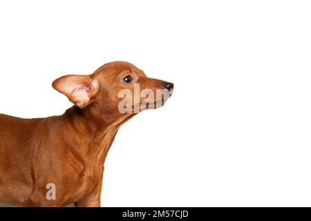 A curious puppy is standing sideways. The puppy looks from the side on a white background. Isolate. Copy space Stock Photo