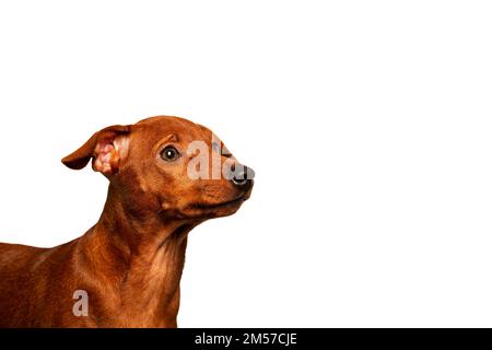 A charming puppy looks sideways on a white background. A curious puppy looks away. The muzzle of a small dog. Portrait. Isolate. Stock Photo