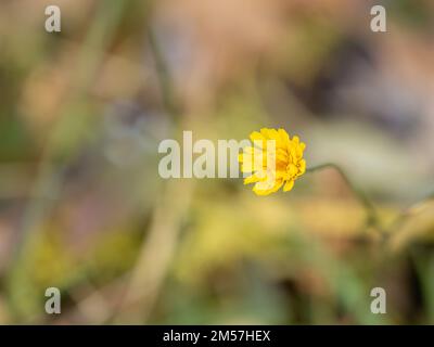 Meadow plant Hieracium pluricaule, family Asteraceae. Small yellow flowers on blurry background. Stock Photo