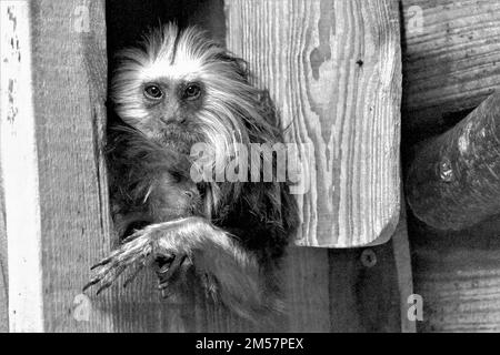 golden marmoset futurama