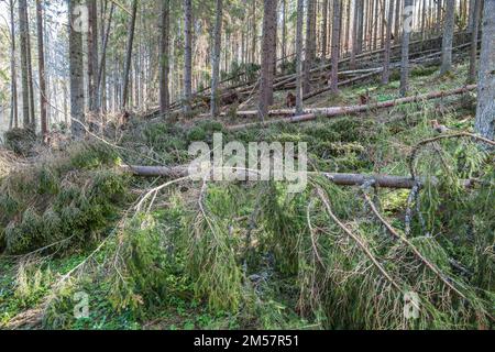 Fallen trees after a storm Stock Photo