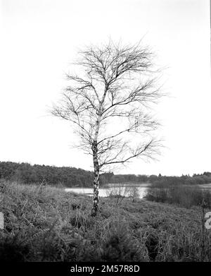 A vertical shot of a leafless on the coast with dense grass Stock Photo