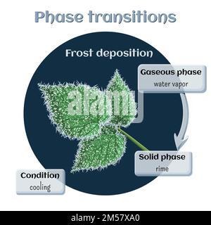 Changes of states. Part 3 of 6. Frost deposition - soft rime on raspberry leaves. Phase transition from gaseous to solid state. Educational infographi Stock Vector