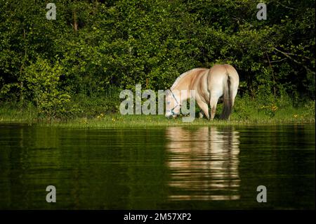 A fjording horse, Equus ferus caballus, is grazing at the lakeshore of the island Oksenøya in the lake Vansjø, Østfold, Norway. Stock Photo
