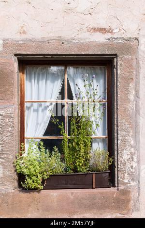 Old Window with flower pots and herbs in Vessra Abbey in Kloster Vessra, Thuringia in Germany Stock Photo