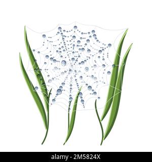 Morning dew on spider web and grass isolated on white background. Cartoon vector illustration in flat style. Stock Vector